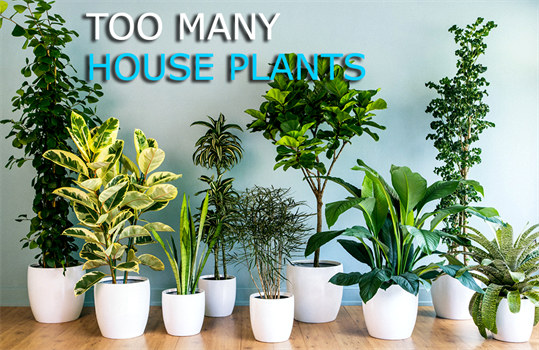 humidity too much houseplants