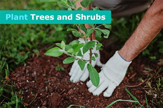 plant trees