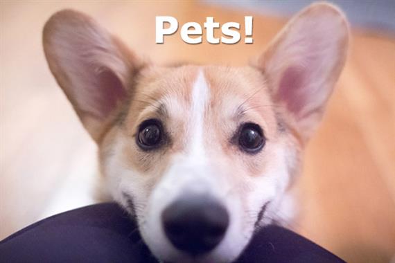 pets 