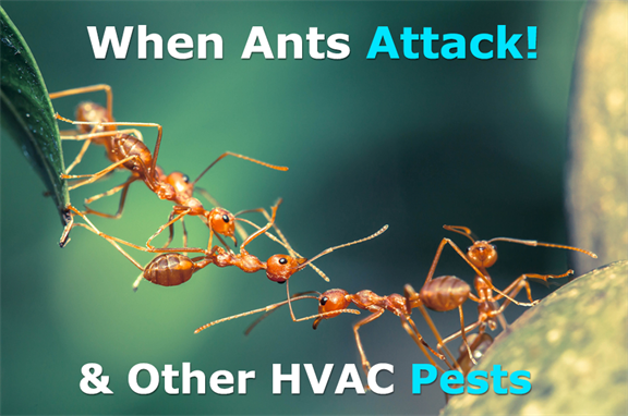 ants ac