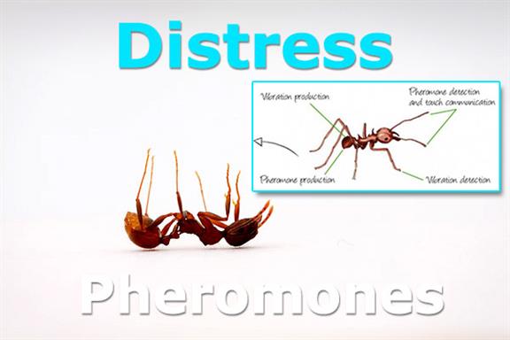 distress pheromones