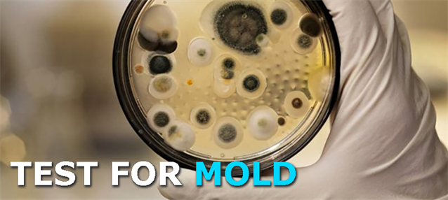 mold test